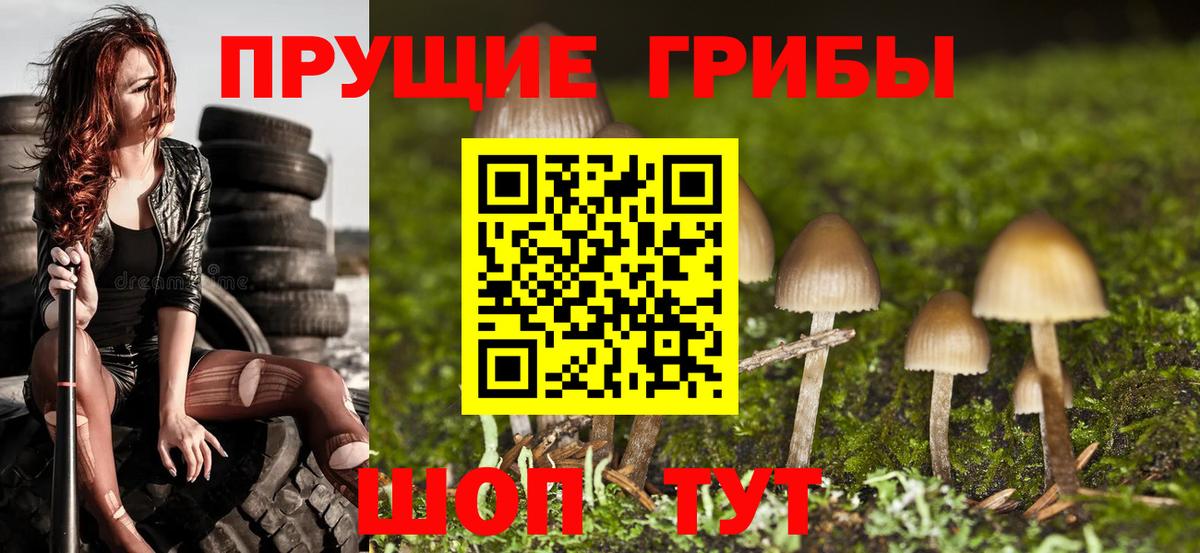 Владимир  Псилоцибиновые грибы Psilocybe  Вход с VPN 